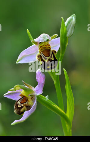 Bee orchids (Ophrys apifera / Orchis apifera) in flower Stock Photo