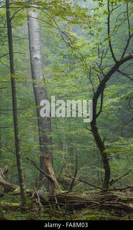 Old poplar tree in fall misty deciduous stand of Bialowieza Forest with old linden broken tree in foreground Stock Photo