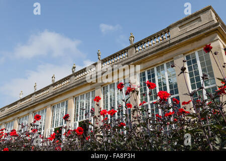 The Orangery and red dahlias 'Bishop of Llandaff' in July at Belton House, Lincolnshire. The Orangery was designed by Wyatville and built in 1819, but the series of statues on the balustrade was added by 1890. Stock Photo