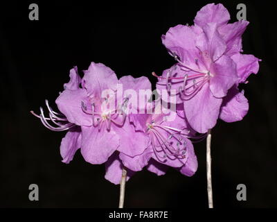 Rhododendron flowers on a black background. Rhododendron mucronulatum. China, Anshan, Liaoning Stock Photo