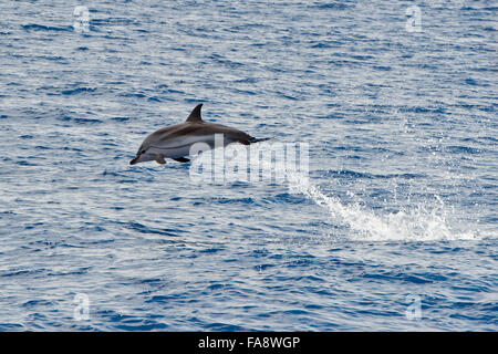 Striped Dolphin, Stenella coeruleoalba, breaching high in the air, Azores, Atlantic Ocean. Stock Photo