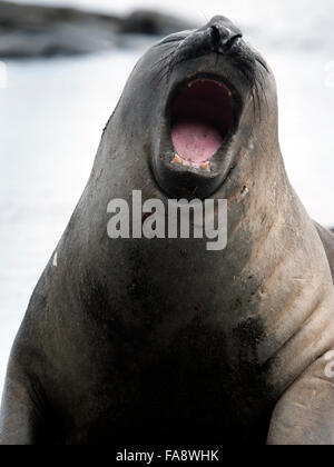 Bull southern elephant seal (Mirounga leonina), roaring and showing teeth and inside of mouth, Antarctic Peninsula Stock Photo