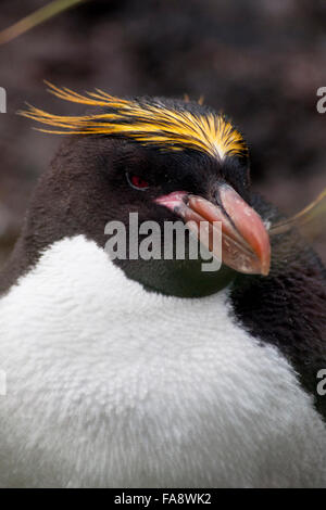 Macaroni penguin (Eudyptes chrysolophus), portrait, South georgia, Southern Ocean Stock Photo