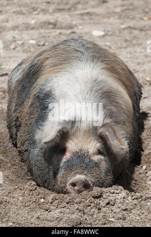 Domestic Pig (Sus scrofa domesticus) lying on the beach of Isla del Sol in Lake Titicaca, Bolivia Stock Photo