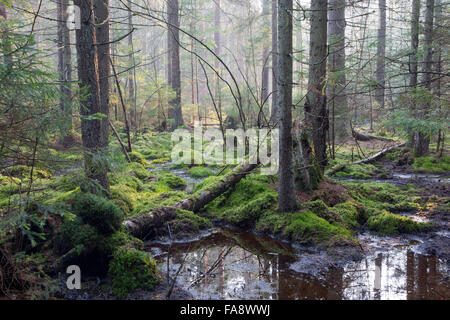 Sunbeam entering swampy coniferous forest misty morning with old spruce and pine trees Stock Photo
