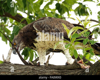 powerful Martial Eagle (Polemaetus Bellicosus) devouring nile monitor lizard in a tree in Selous Reserve, Tanzania, Africa Stock Photo