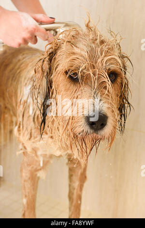 Woman shampooing and rinsing a shaggy dog in a home shower stall Stock Photo