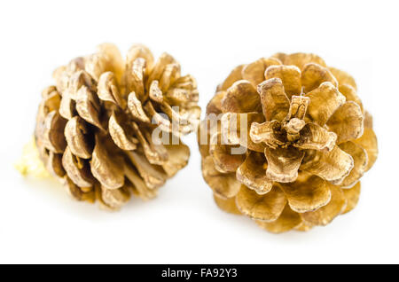 golden pine cones isolated on a white background Stock Photo - Alamy