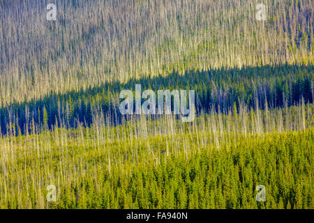 Regeneration after Talbot Lake wildfire of 03 in Jasper National Park, Canada Stock Photo