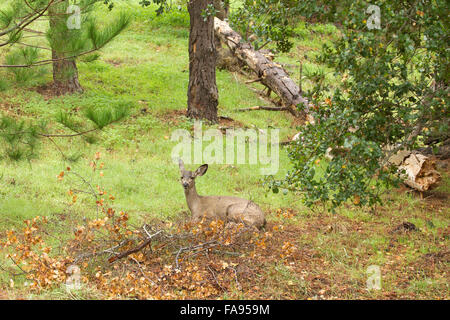 Black tailed Deer Doe Stock Photo