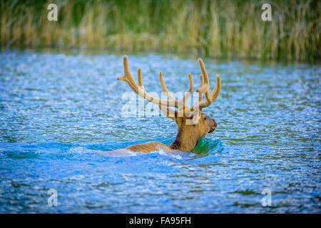 Bull Elk, (Wapiti), crossing Talbot Lake in Jasper National Park ...