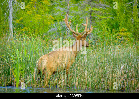 Bull Elk, (Wapiti), crossing Talbot Lake in Jasper National Park ...