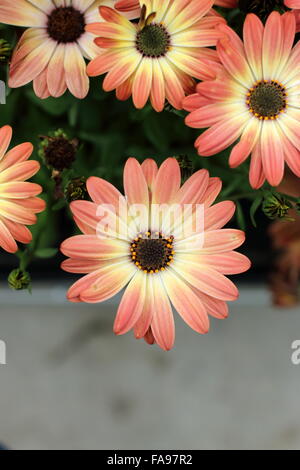 Osteospermum ecklonis or known as African Sunset Stock Photo