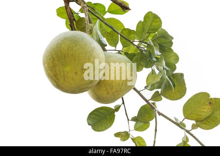 Pomelo hanging on tree isolated on white background Stock Photo