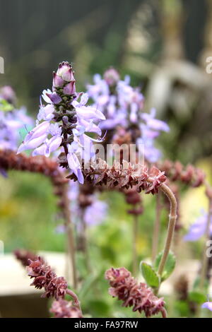Dogbane Plectranthus caninus, Colues canina flower Stock Photo