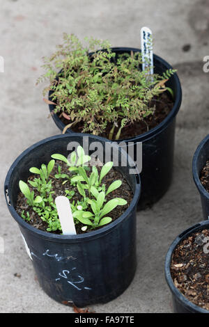 Mixture of flower seedlings growing in a plastic pot Stock Photo