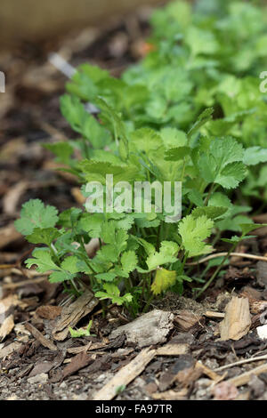 Coriander herbs growing in the garden Stock Photo