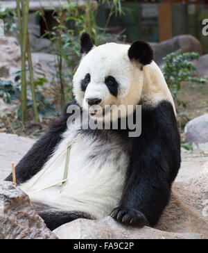 Giant panda bear eating bamboo Stock Photo