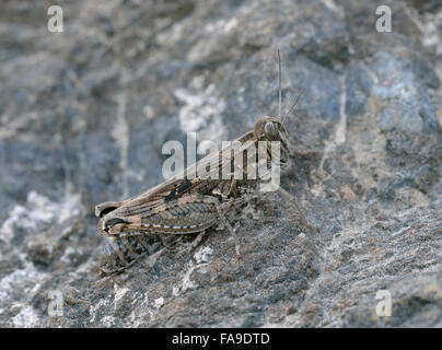 Italian Locust - Calliptamus italicus Large Grasshopper Pest Stock Photo