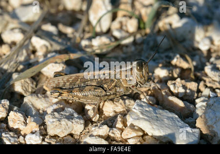 Italian Locust - Calliptamus italicus Large Grasshopper Pest Stock Photo