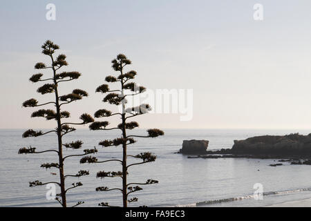 Palm Trees near the beach at Praia De Santa Eulalia, Albufeira, Algarve, Portugal Stock Photo