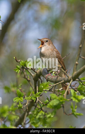 Common Nightingale - Nachtigall - Luscinia megarhynchos ssp ...