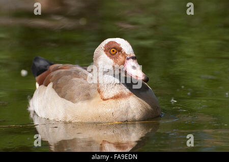 Egyptian Goose, Nilgans, Nil-Gans, Alopochen aegyptiacus, Oie d'Égypte