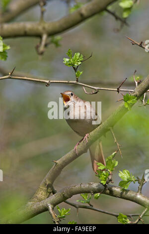 Common Nightingale - Nachtigall - Luscinia megarhynchos ssp ...