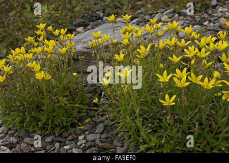 Saxifrage, marsh saxifrage, bog saxifrage, Moor-Steinbrech, Moorsteinbrech, Goldblumiger Steinbrech, Saxifraga hirculus Stock Photo