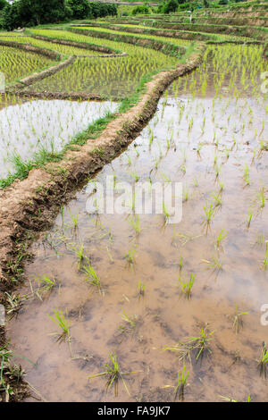 Rice field terraces in doi inthanon, Ban Mae Aeb Chiangmai Thailand Stock Photo