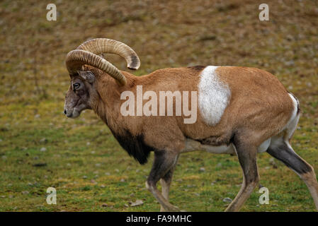 Mouflon (Ovis aries gmelini) is a subspecies group of the wild sheep Ovis orientalis. Stock Photo