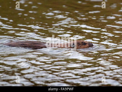 Eurasian beaver (Castor fiber) swimming Stock Photo