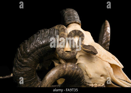 The male morelia spilota harrisoni python on black background Stock Photo