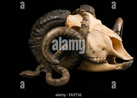 The male morelia spilota harrisoni python on black background Stock Photo