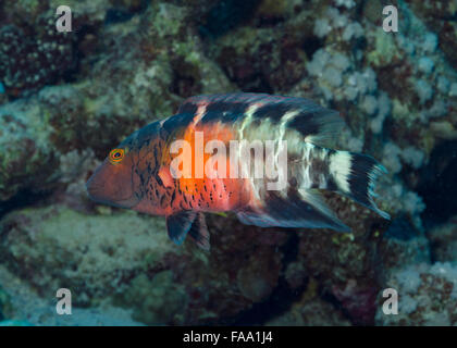 red-breasted wrasse, Cheilinus fasciatus, swimming over coral reef in Hamata, Red Sea, Egypt Stock Photo