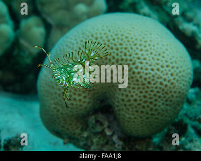 Juvenile Rockmover wrasse, Novaculichthys taeniourus, Hamata, Red Sea, Egypt Stock Photo