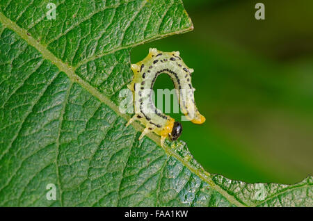 Sawfly larvae, Nematus capreae, feeding on Goat Willow leaf, Lancashire, UK Stock Photo