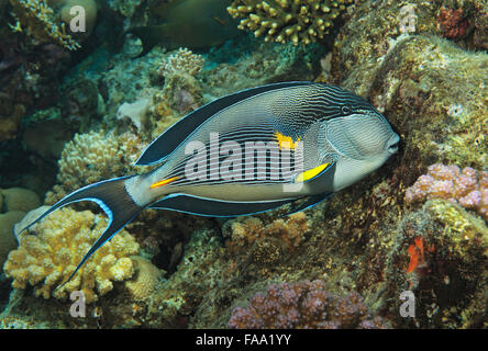 sohal surgeonfish, Acanthurus sohal, feeding on coral reef, Marsa Alam, Egypt Stock Photo