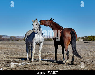 Two horses biting each other with teeth showing Stock Photo