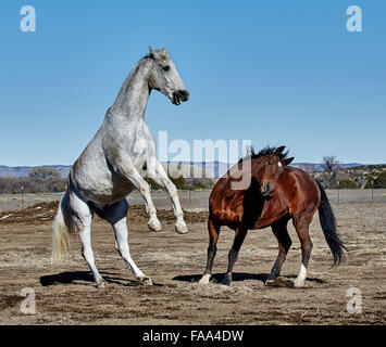 Two horses fighting, one rearing and the other twisted to avoid the rearing horse Stock Photo