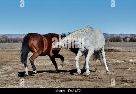 Two Horses fighting each other with gray horse's front hooves off the ground Stock Photo