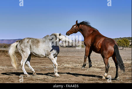 Dirty white horse fighting with bay colored horse while horse is rearing up Stock Photo