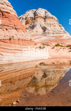 A rainwater pond reflects the unique and remote White Pocket rock formations in Vermillion Cliffs National Monument in Arizona. Stock Photo