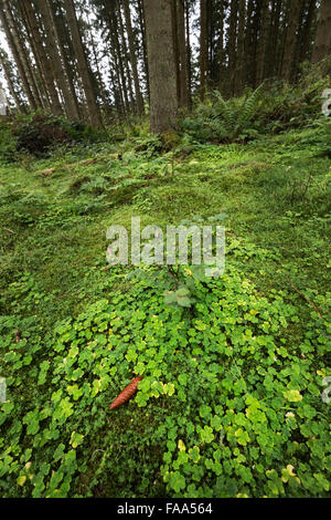 Pine cone on forest floor, Kielder, Northumberland, England, UK Stock Photo