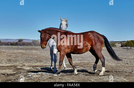 White and Bay Colored horse together, bay horse walking in front of white horse Stock Photo