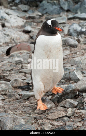 Gentoo penguin, Pygoscelis papua, walking, Pleneau Island, Antarctic Peninsula. Stock Photo