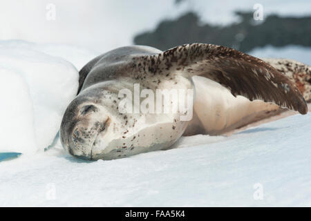 Leopard Seal (Hydrurga leptonyx), portrait on iceberg. Pleneau Island, Antarctic Peninsula. Stock Photo