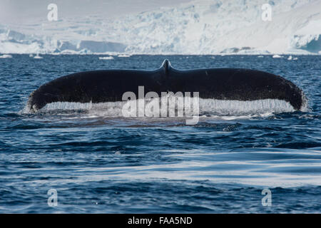 Humpback Whale (Megaptera novaeangliae), fluking in front of glacier and mountains. Antarctic Peninsula. Stock Photo