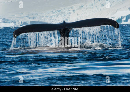 Humpback Whale (Megaptera novaeangliae), fluking in front of glacier and mountains. Antarctic Peninsula. Stock Photo