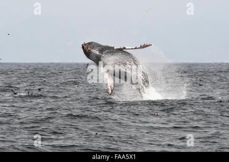 Humpback Whale calf (Megaptera novaeangliae), breaching high in the air. Monterey, California, Pacific Ocean. Stock Photo